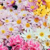 Аватар пользователя елена кузнецова